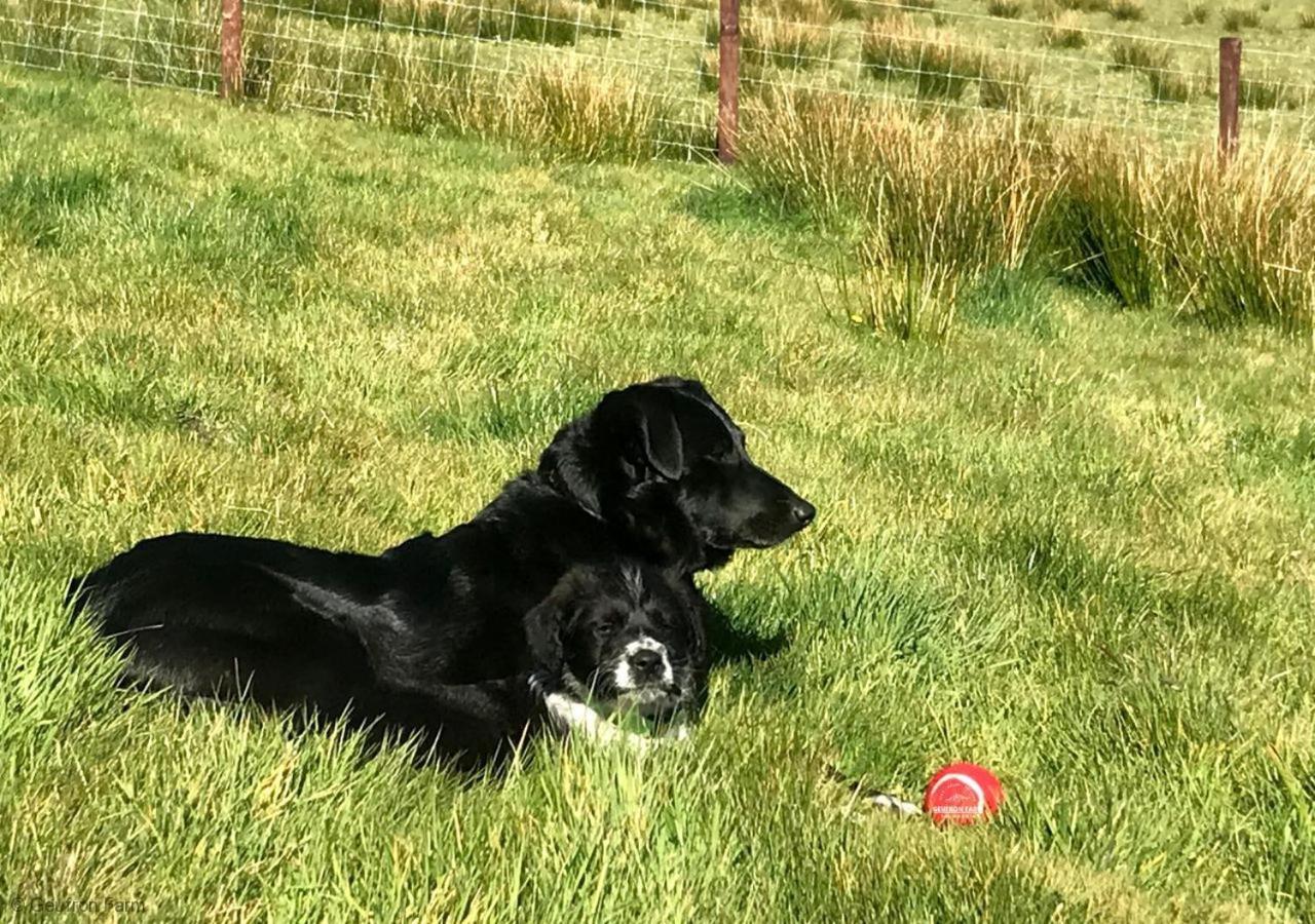 The Barn At Geufron Farm - Dog Friendly - Nr Tywyn Villa Bryn-crug Kültér fotó